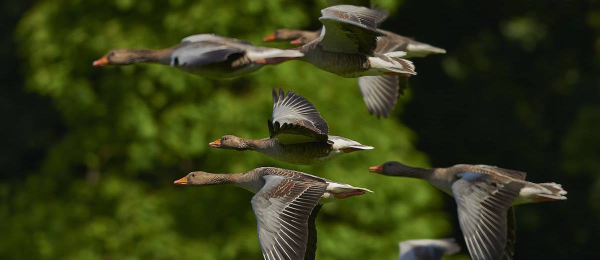 Website Migration SEO: Preserving Rankings During a Redesign